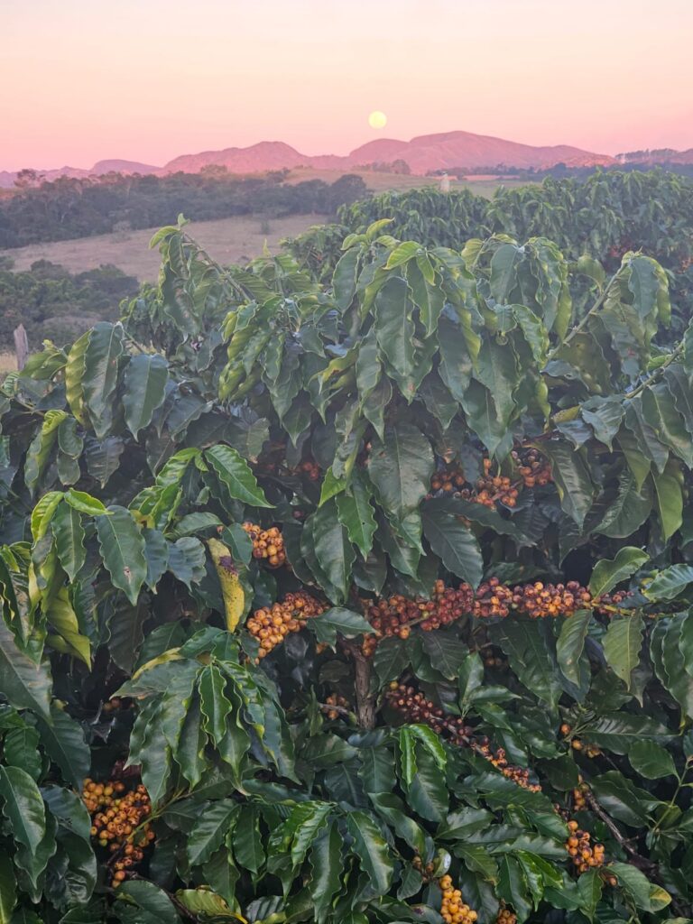 Cerejas de cafe maduras no pe
