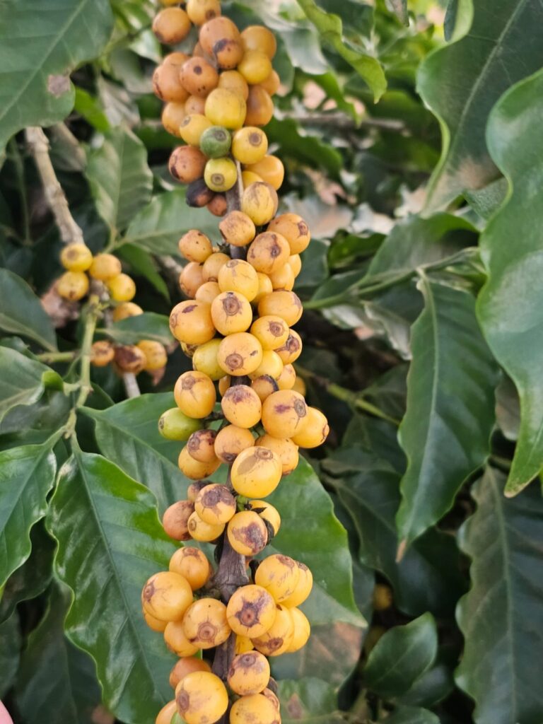 Cacho de cerejas de cafe amarelas maduras