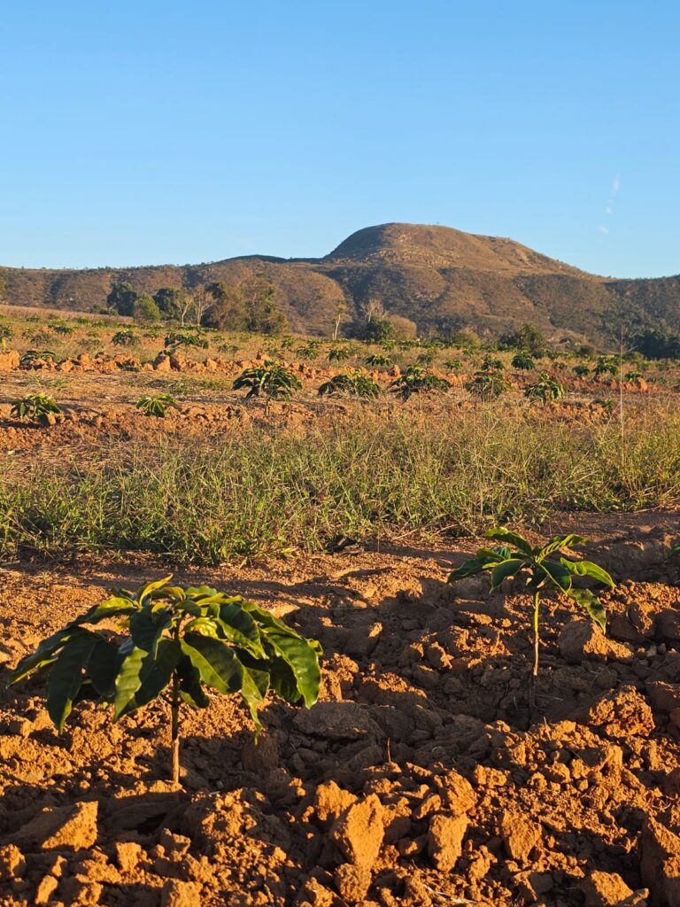 Mudas jovens de cafe na terra vermelha com serra ao fundo